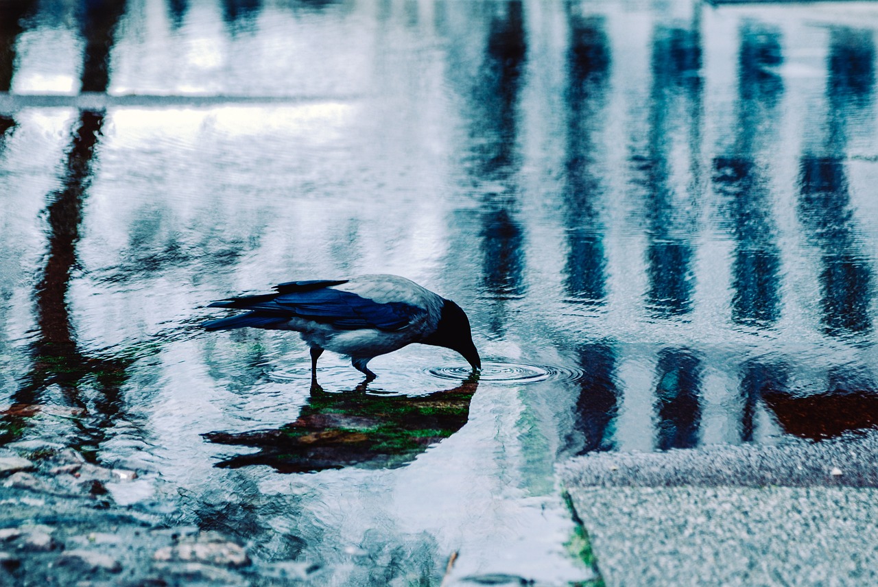 crow-4890388_1280