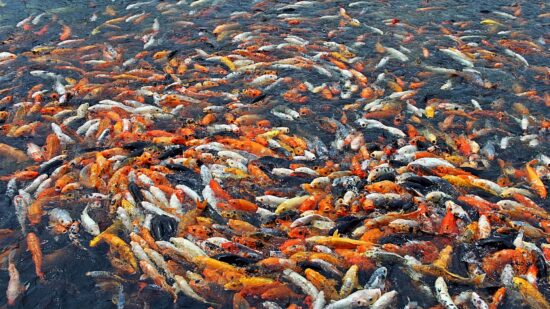 fishes-2736269_1920
