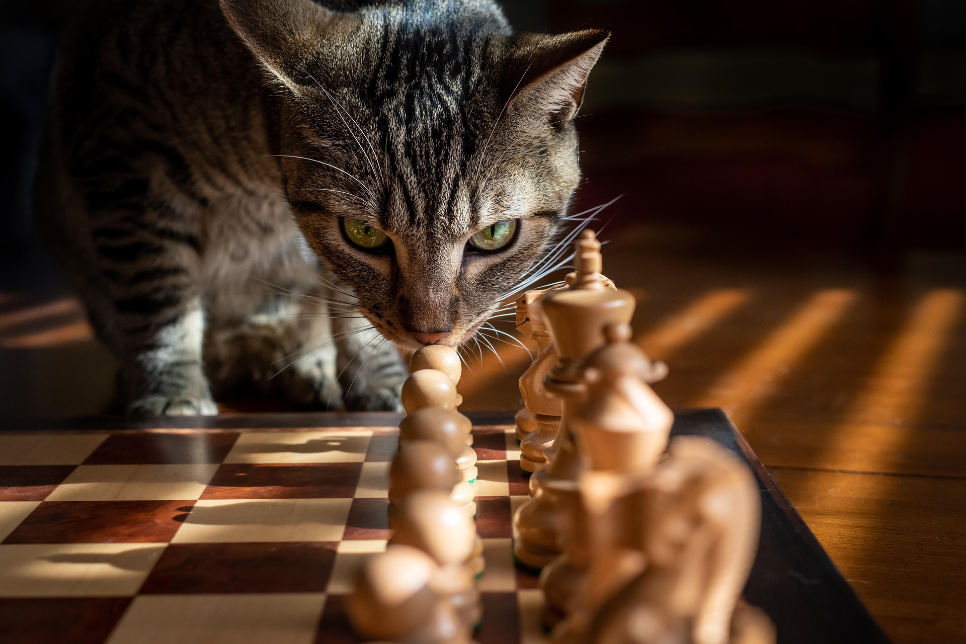 tabby-5946499_1920
